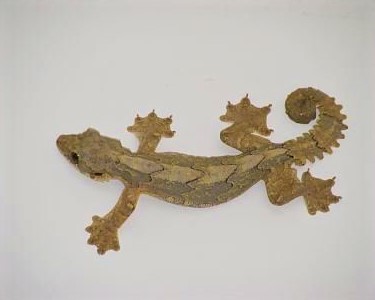 A Flying Gecko